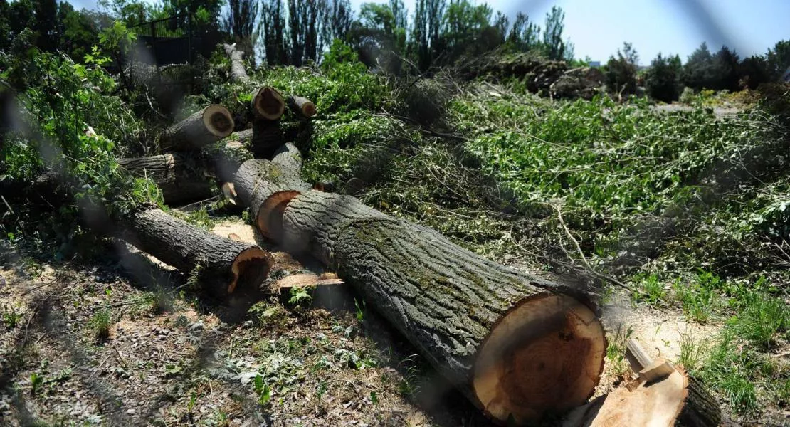 Védett erdőt irtottak ki a polgármester fiának kedvéért Balatonfűzfőn