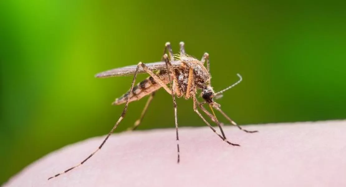 Az Akadémia előre szólt, hogy idegen szúnyogfajok jöhetnek, ha nem gyérít a kormány