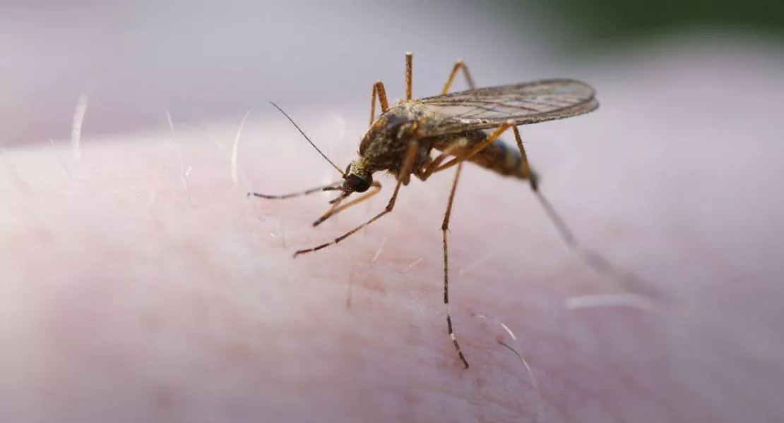Az Orbánék szerint nem létező klímaváltozás eredményeként a magyarországi szúnyogok is simán terjeszthetik a maláriát