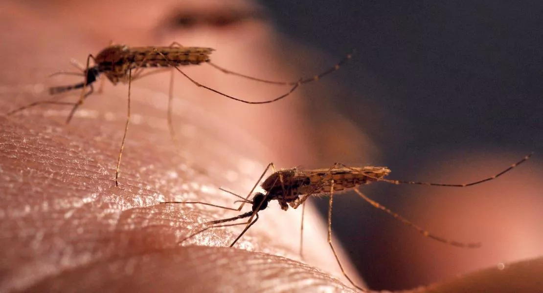 A Katasztrófavédelem elismerte, hogy nem végzi el a feladatát - Miért az önkormányzatnak kell irtania a szúnyogokat az állam helyett?