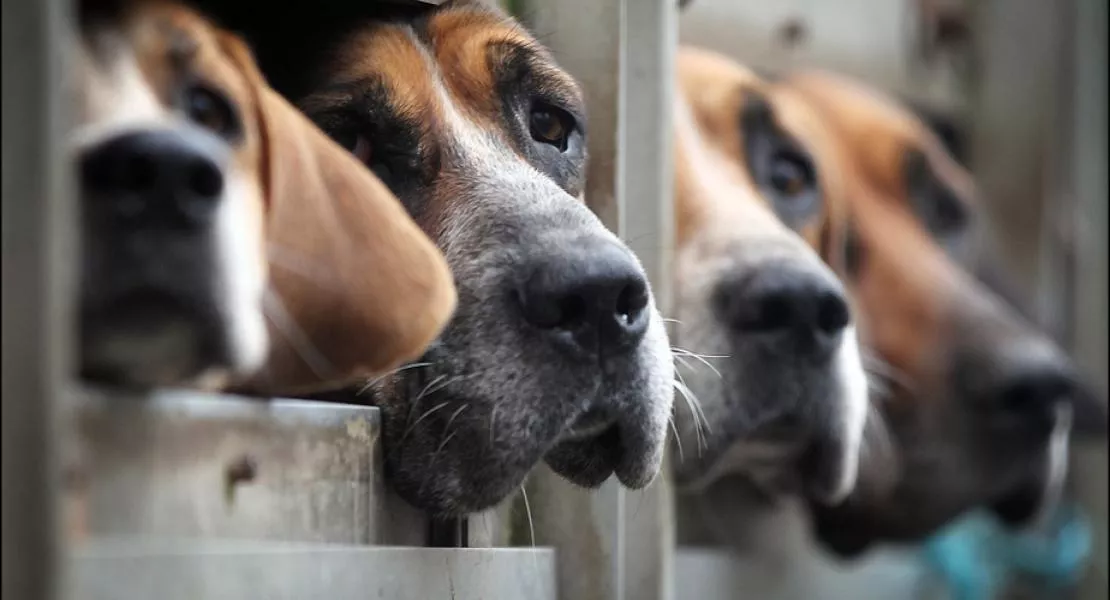 Szigorúbb büntetést az állatkínzóknak! - A DK kidolgozta átfogó állatvédelmi törvényjavaslat-csomagját
