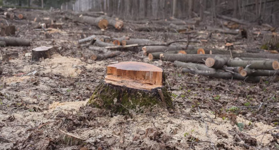 Zalaszentgrót városa nemet mond a törvénytelen kormány erdőirtó rendeletére!